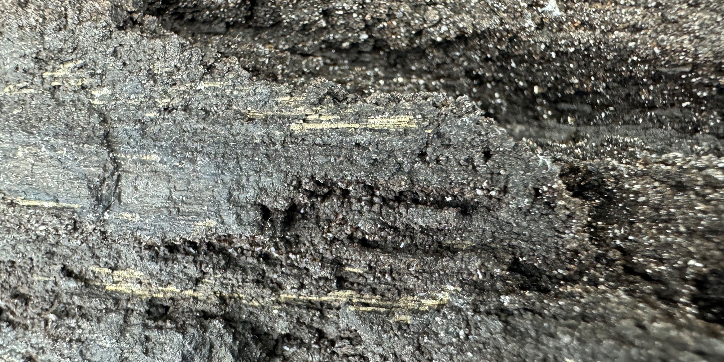 9 Fascinating Facts About Permineralized Wood