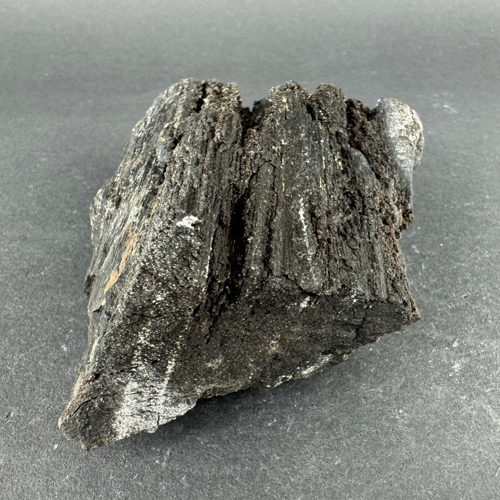 Permineralized Wood