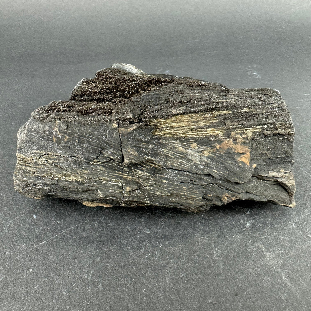 Permineralized Wood