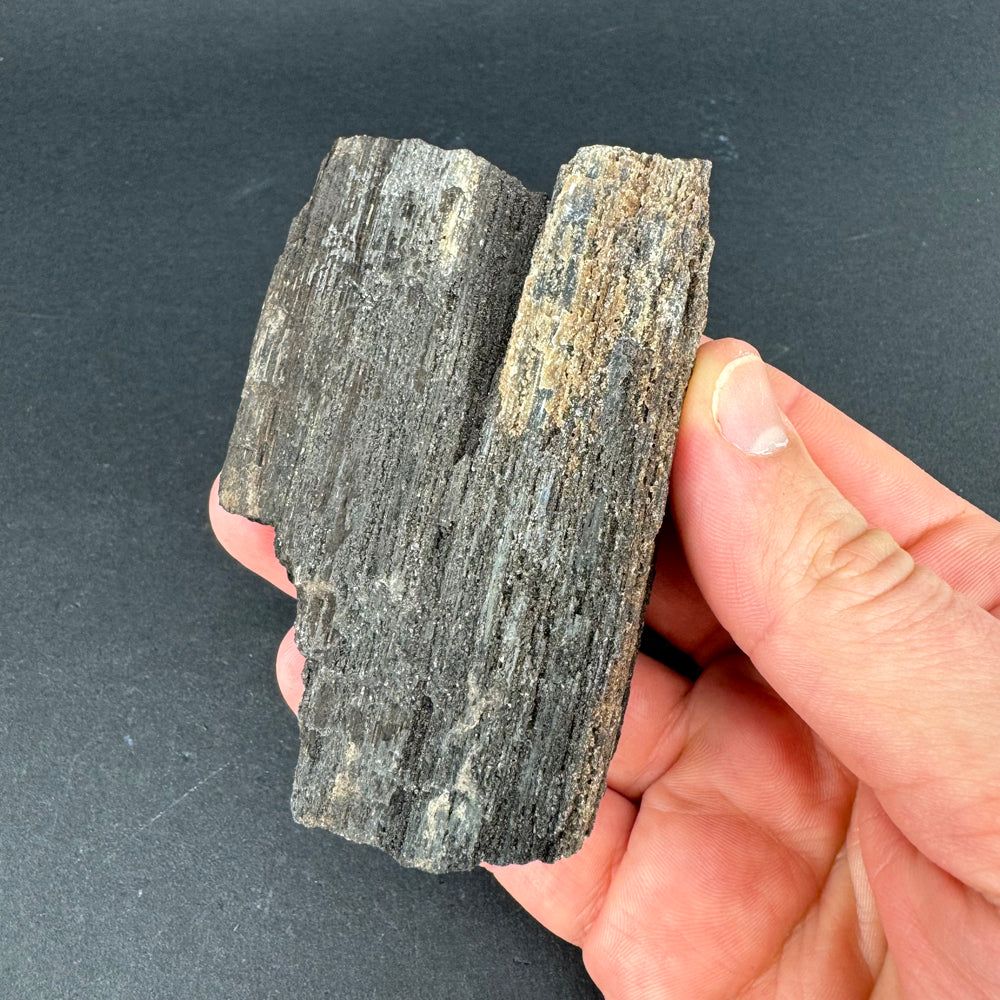 Permineralized Wood