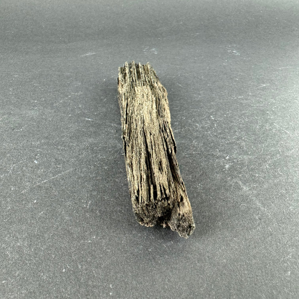 Permineralized Wood