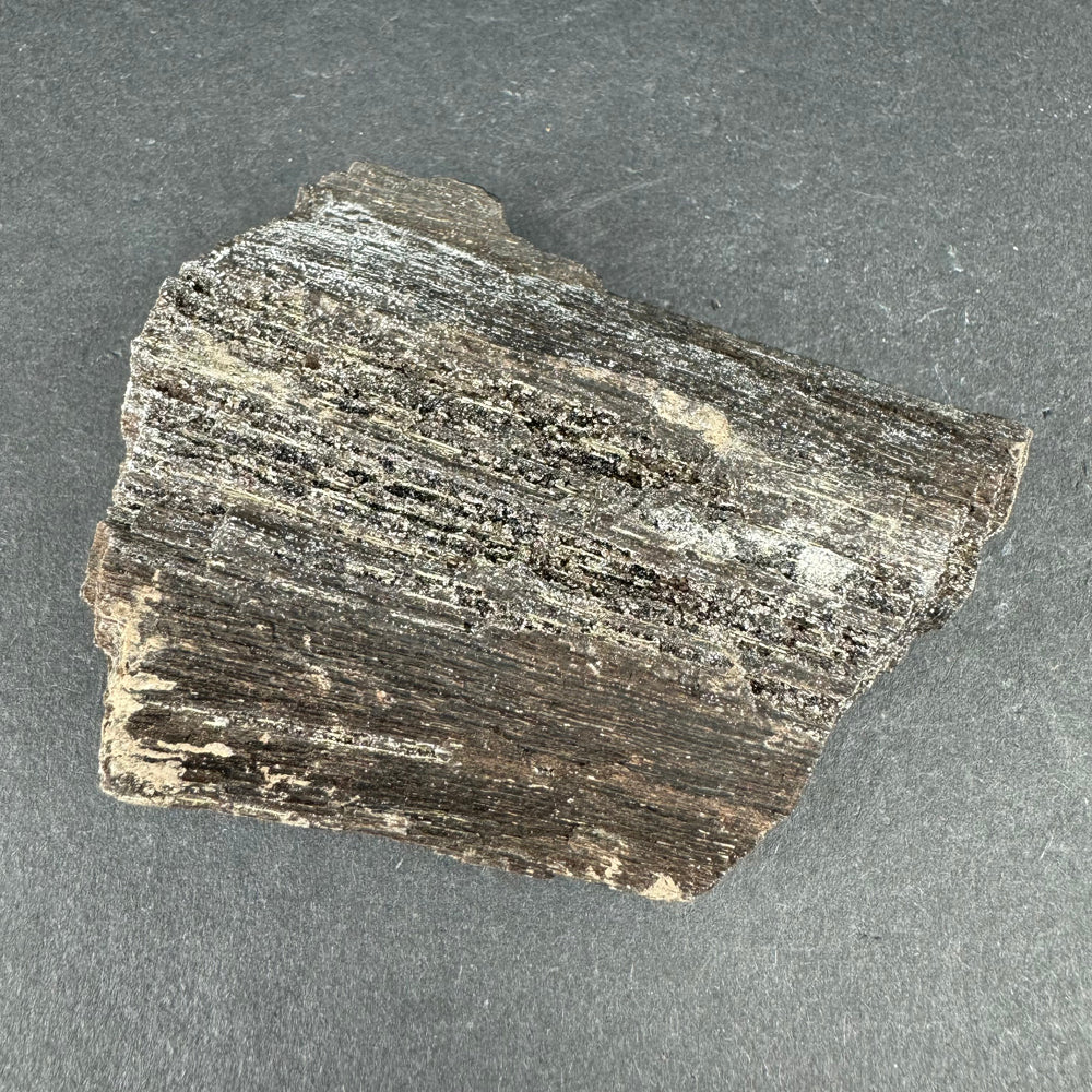 Permineralized Wood