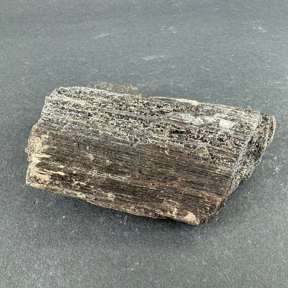 Permineralized Wood