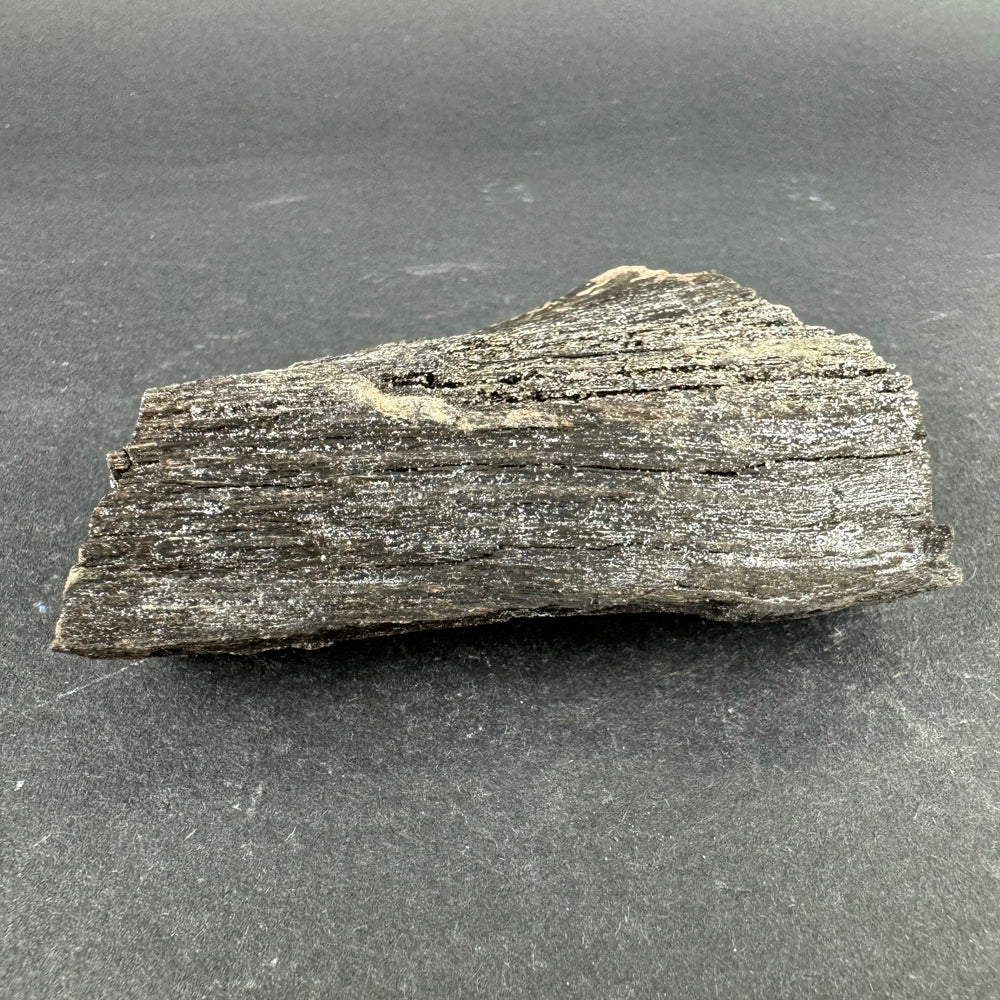 Permineralized Wood