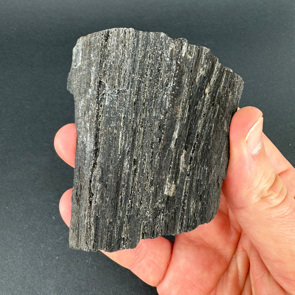 Permineralized Wood