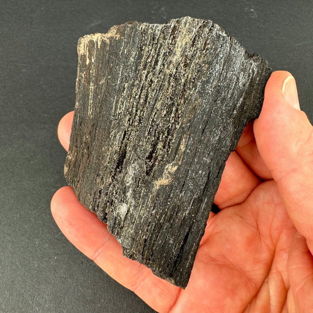 Permineralized Wood