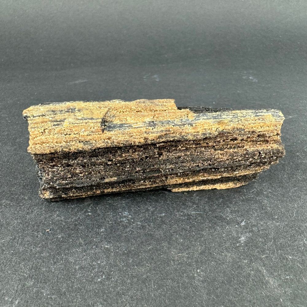 Permineralized Wood