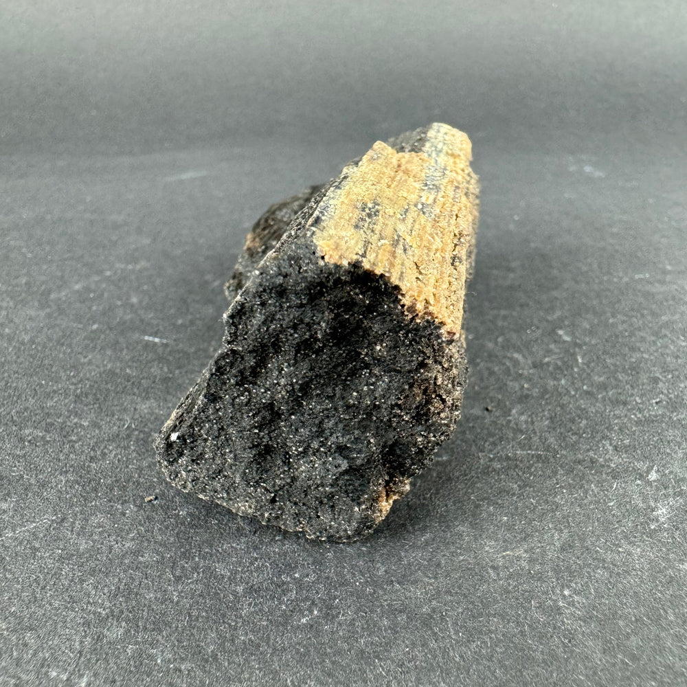 Permineralized Wood