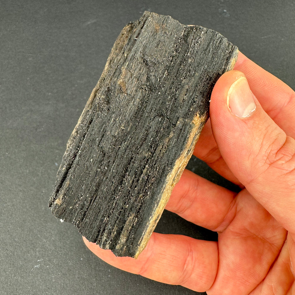 Permineralized Wood