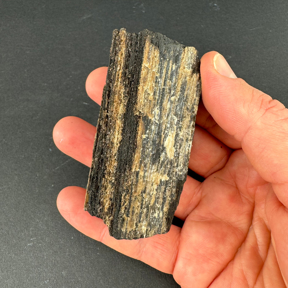 Permineralized Wood