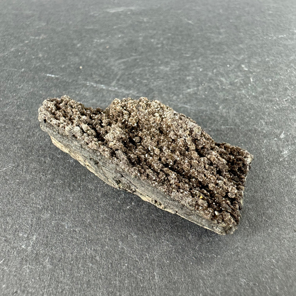 Permineralized Wood