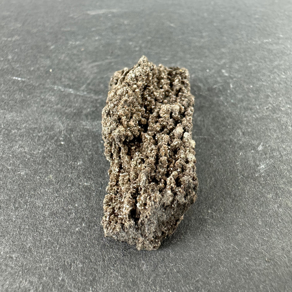 Permineralized Wood