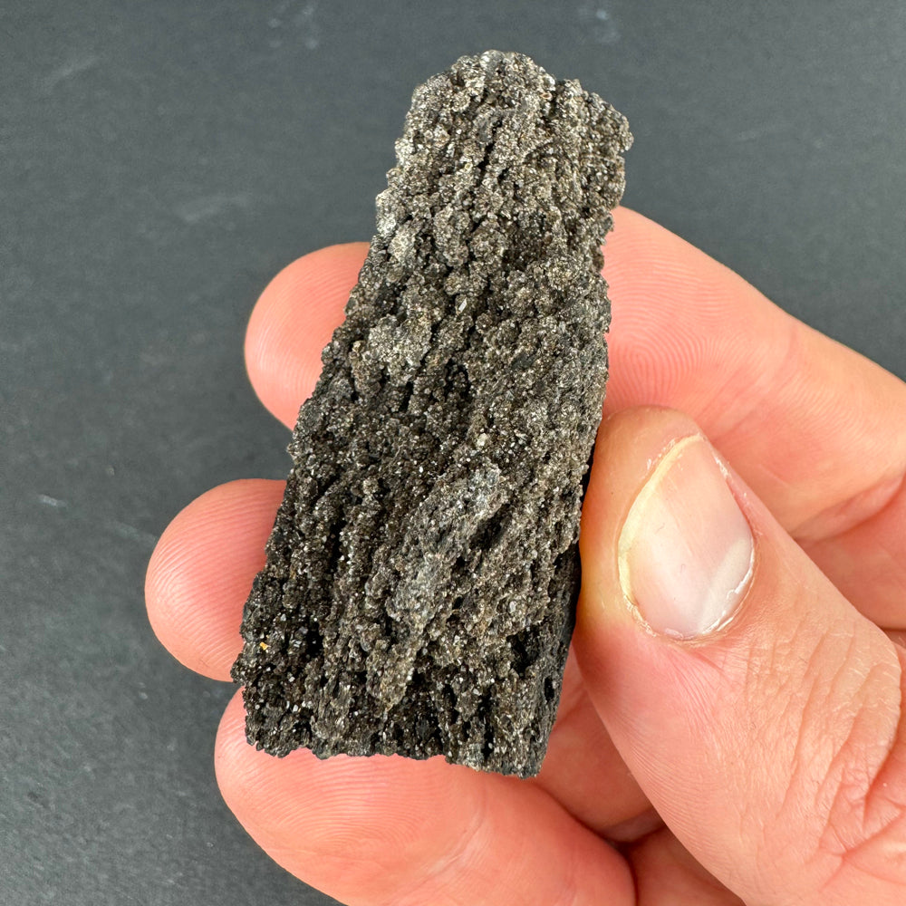Permineralized Wood