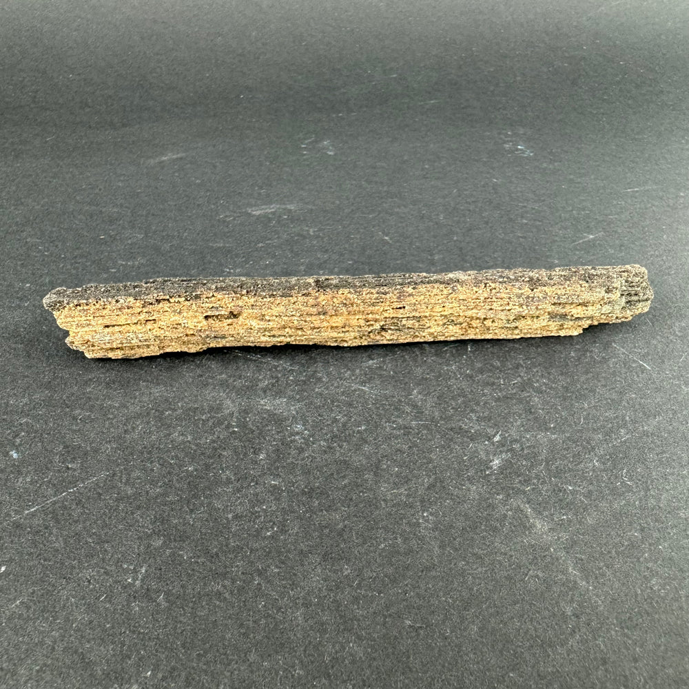Permineralized Wood