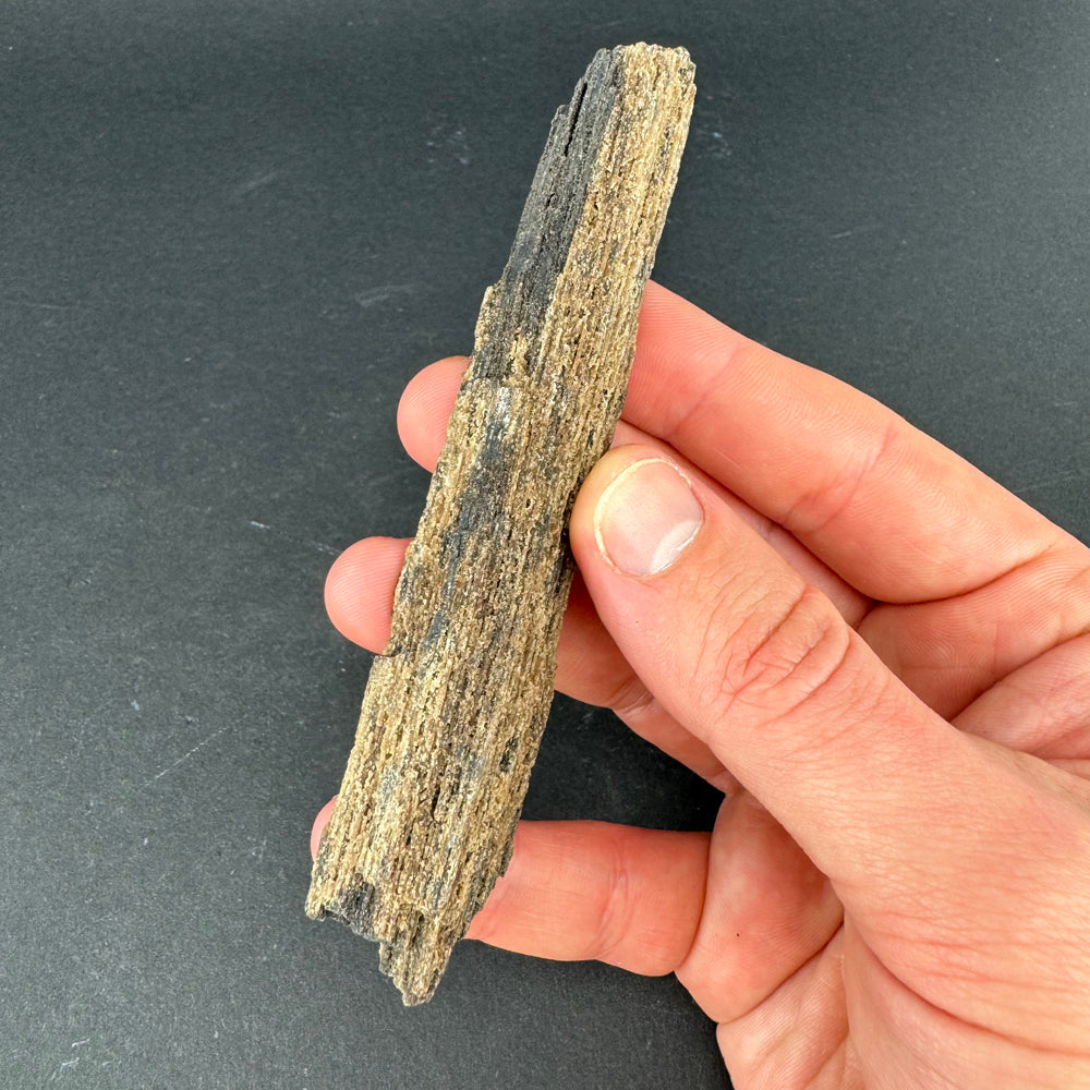 Permineralized Wood