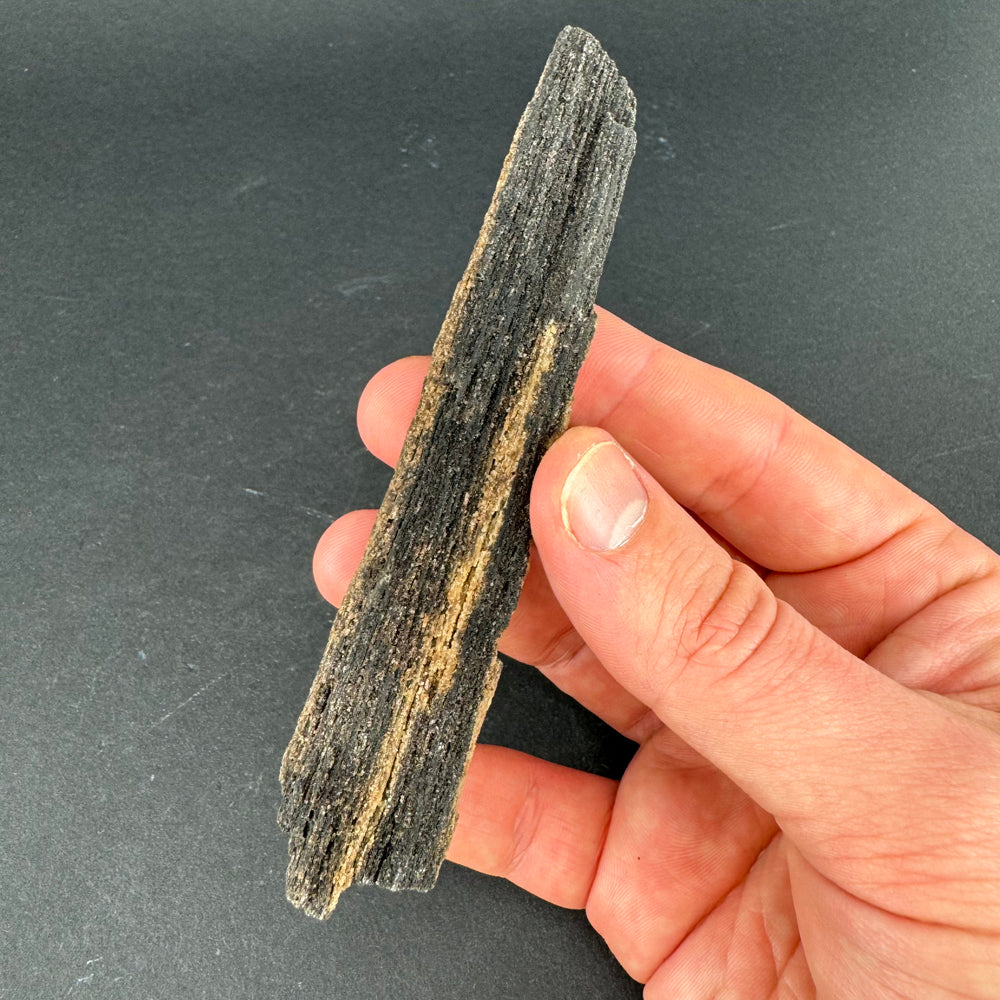 Permineralized Wood