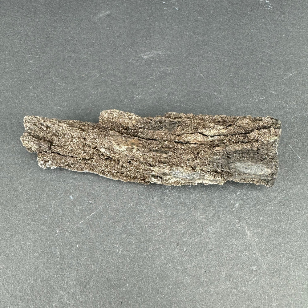 Permineralized Wood