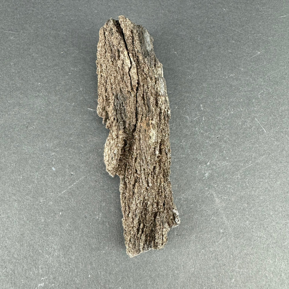 Permineralized Wood