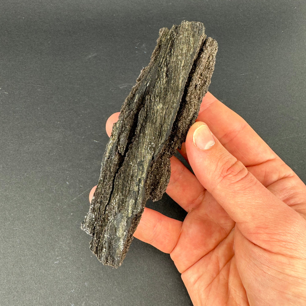 Permineralized Wood