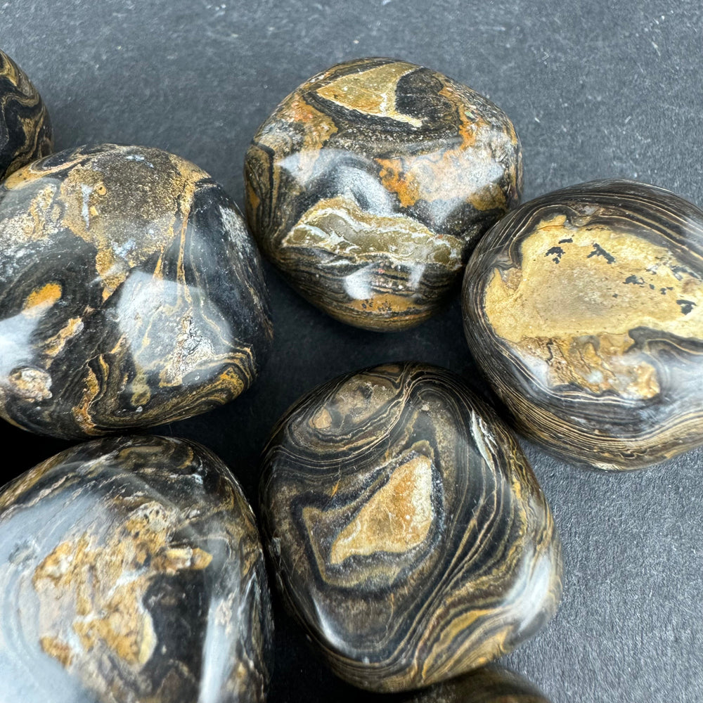 Stromatolite tumbled stone