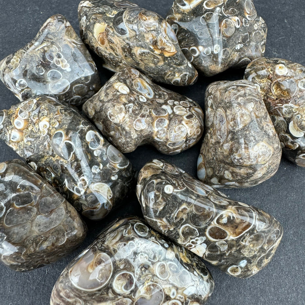 Turritella Agate tumbled stone