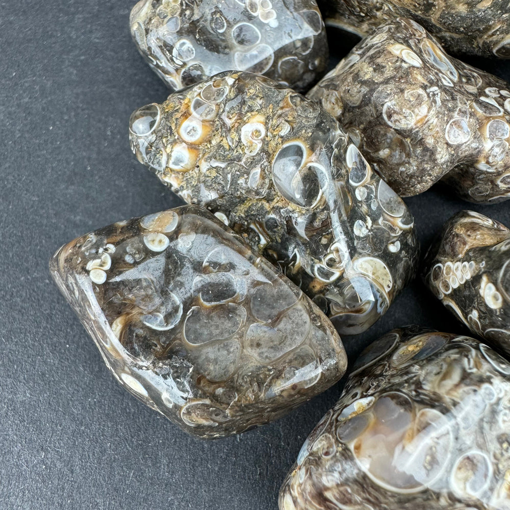 Turritella Agate tumbled stone