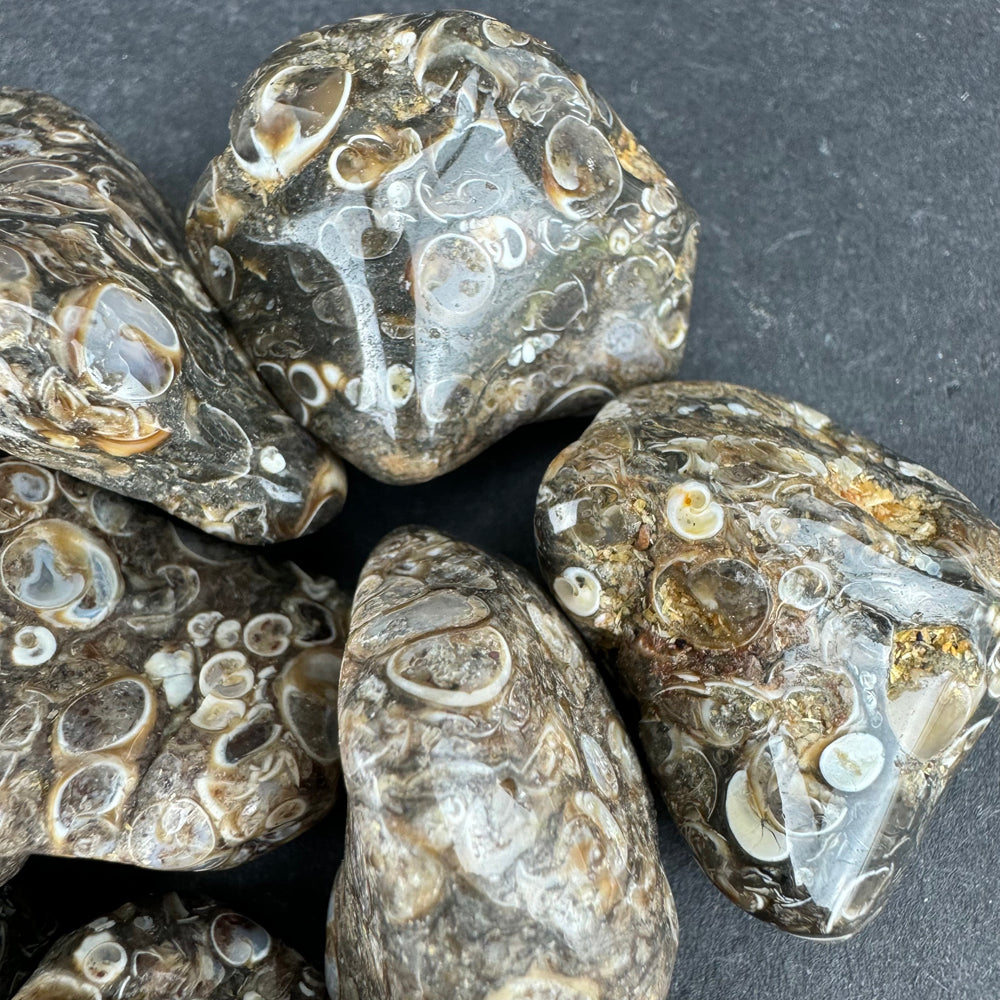 Turritella Agate tumbled stone