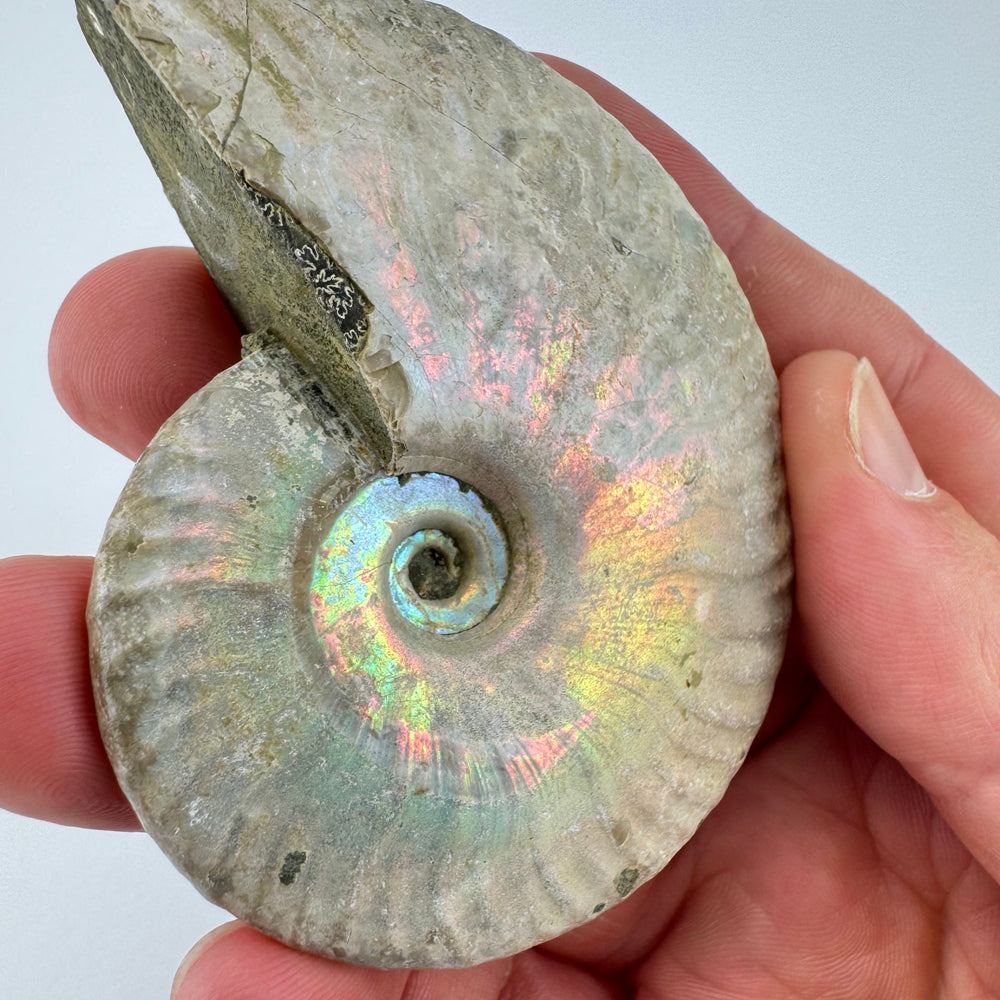 Iriserende Ammoniet