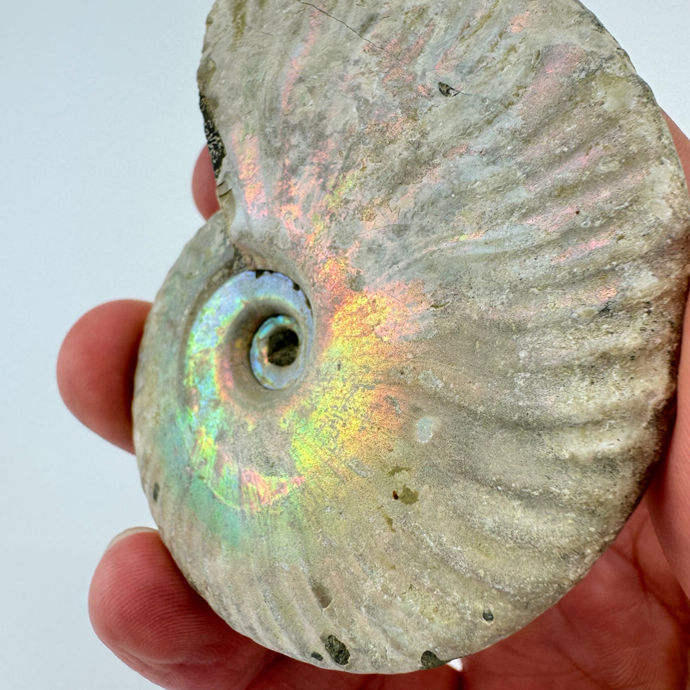 Iriserende Ammoniet