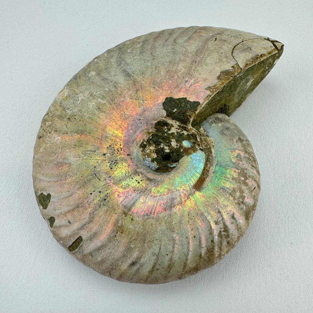 Iriserende Ammoniet