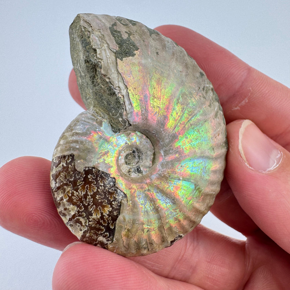 Iriserende Ammoniet
