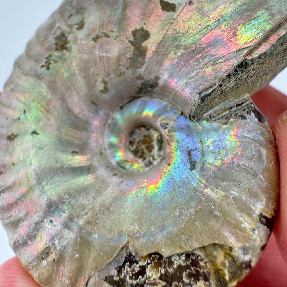 Iriserende Ammoniet
