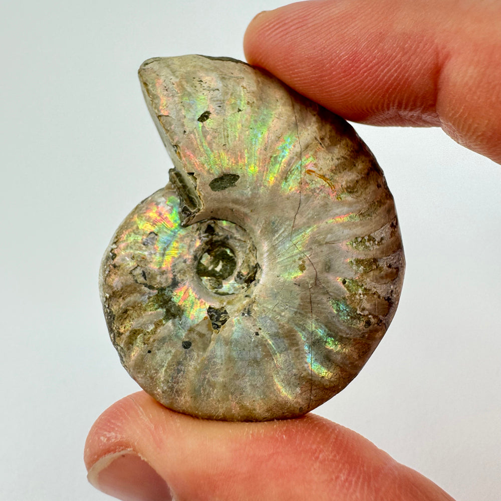 Iriserende Ammoniet