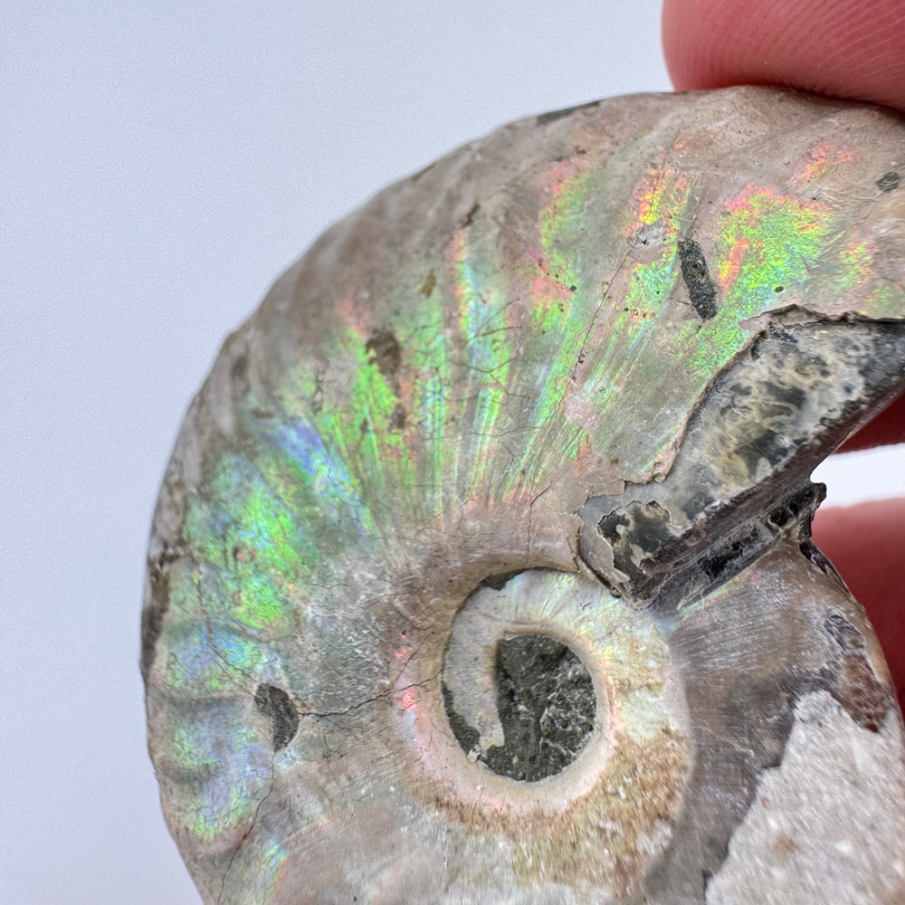 Iriserende Ammoniet