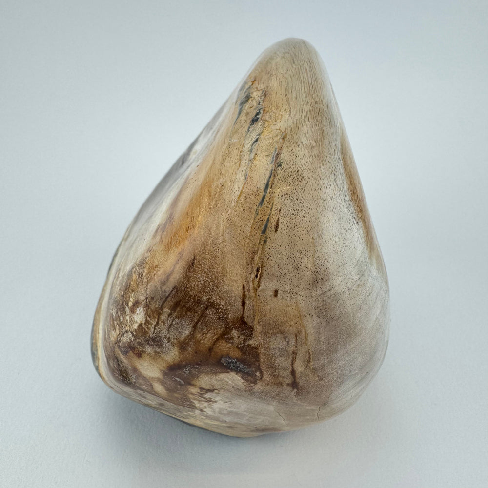 Versteend Hout