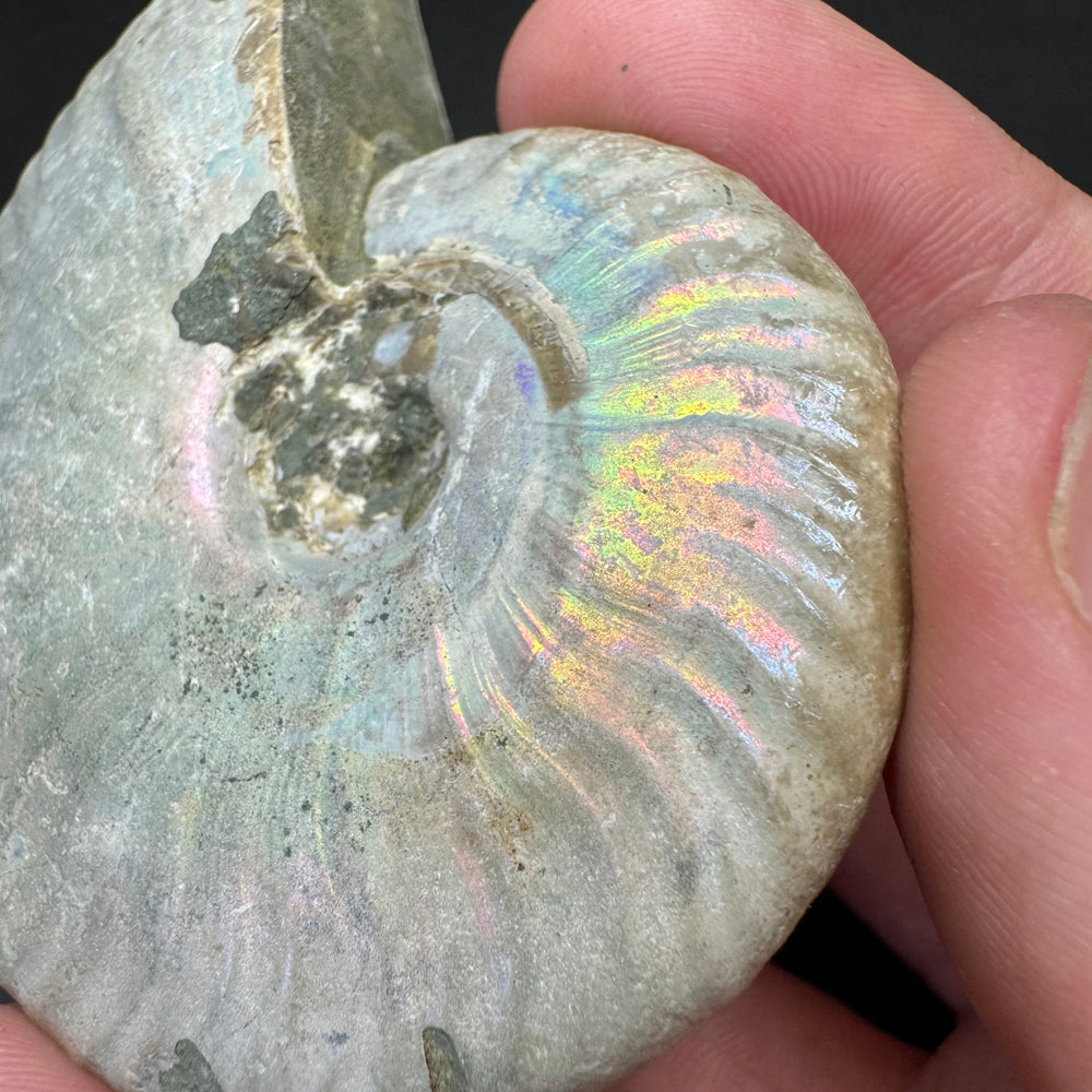 Iridescent Ammonite