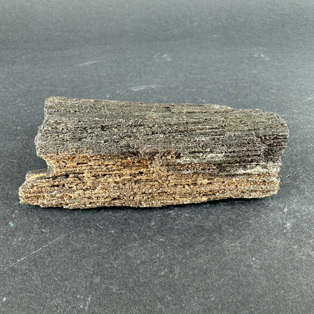 Permineralized Wood