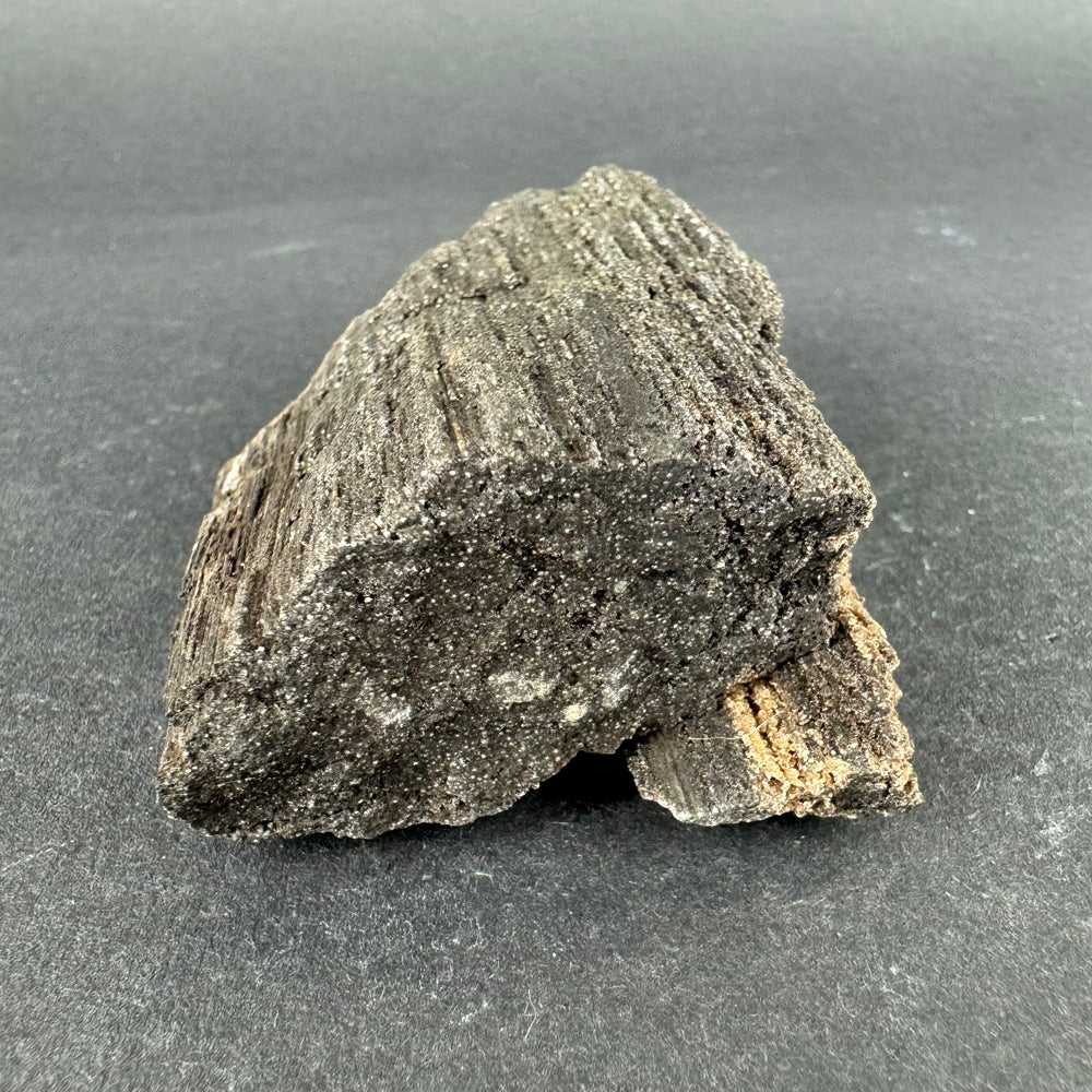 Permineralized Wood