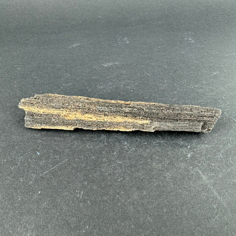 Permineralized Wood
