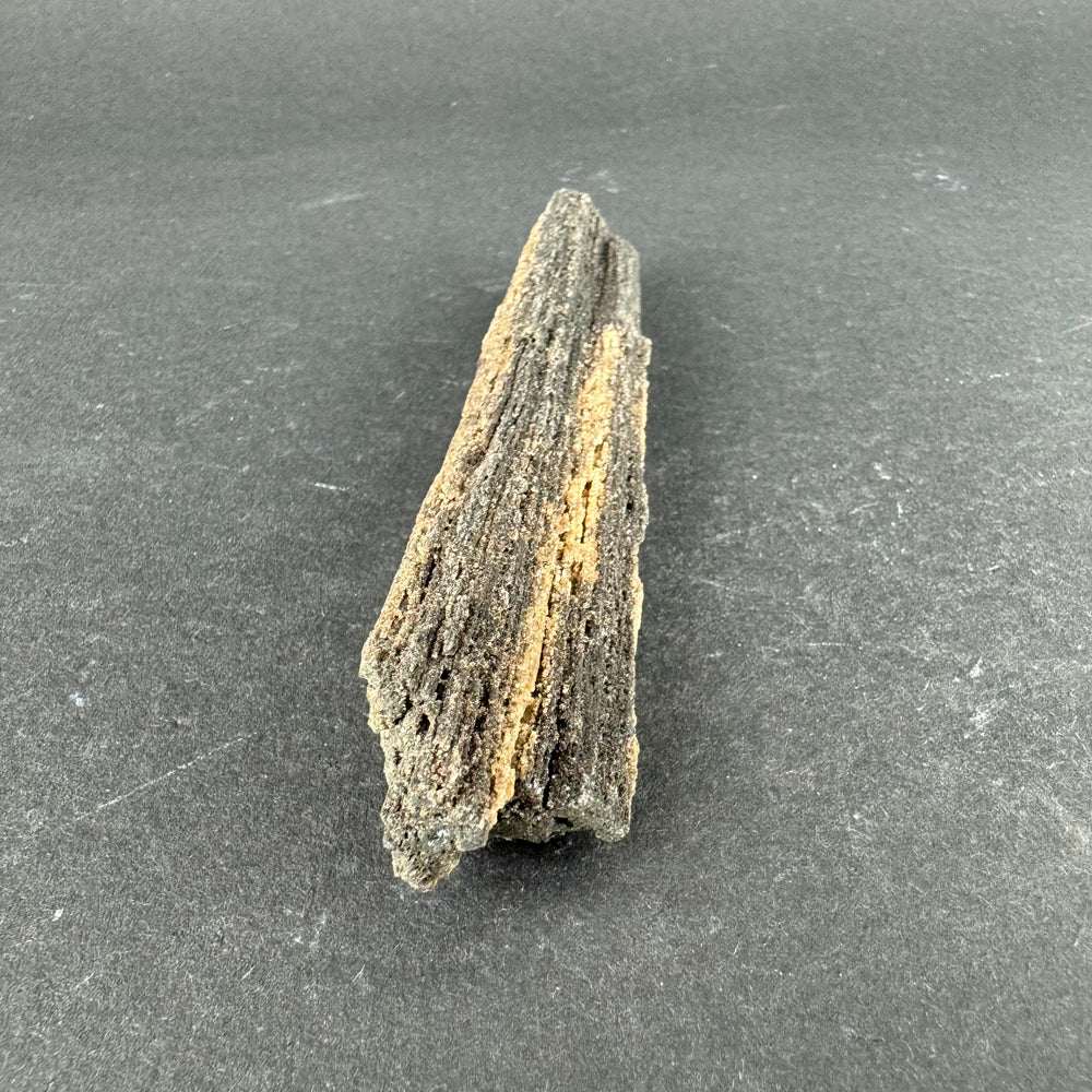 Permineralized Wood