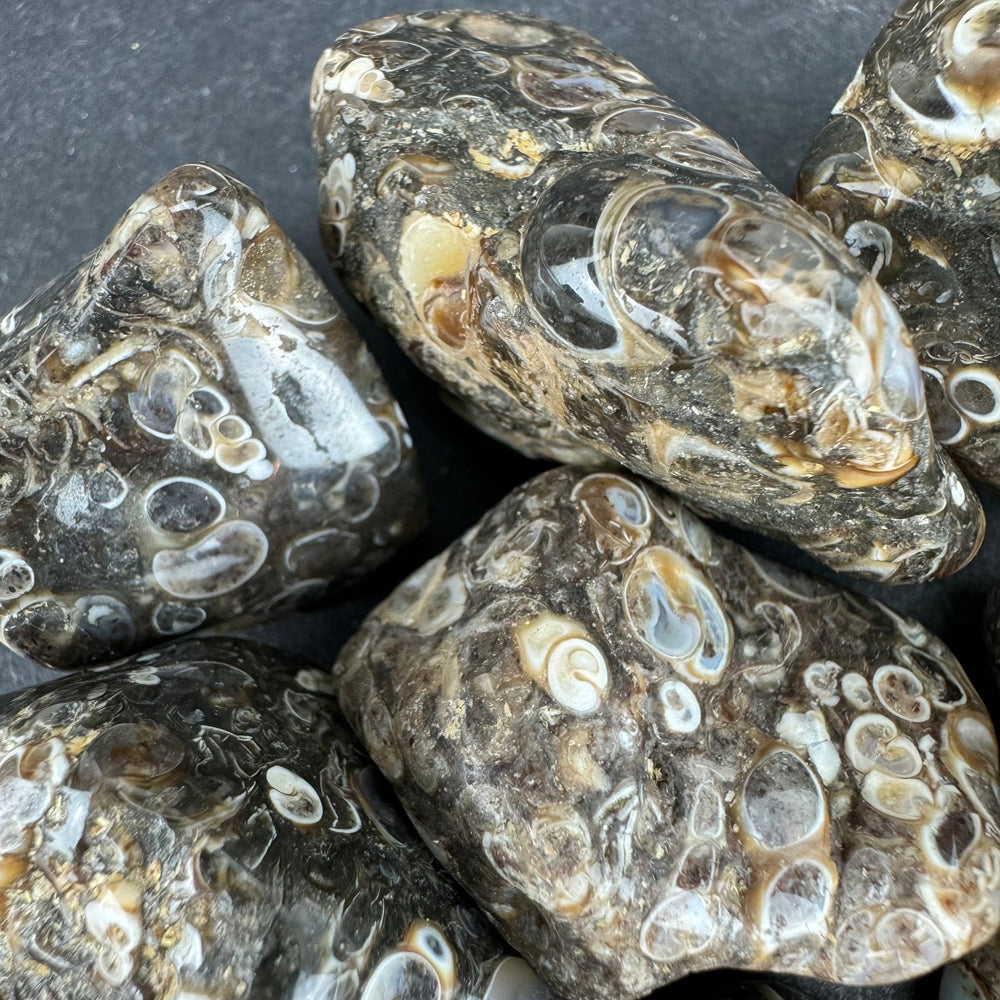 Turritella Agate tumbled stone