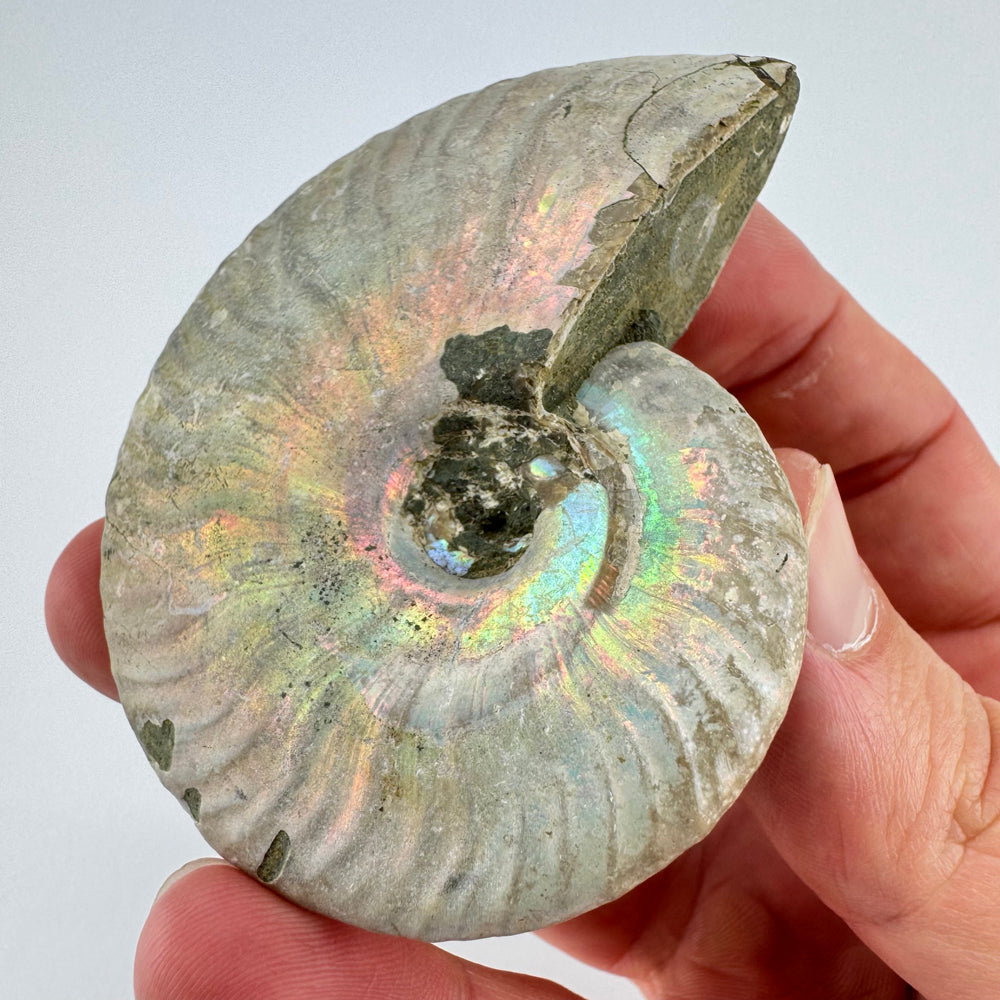 Iriserende Ammoniet