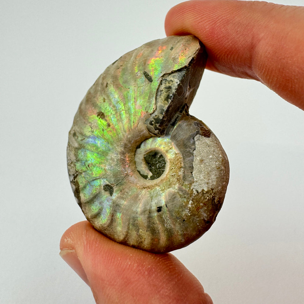 Iriserende Ammoniet