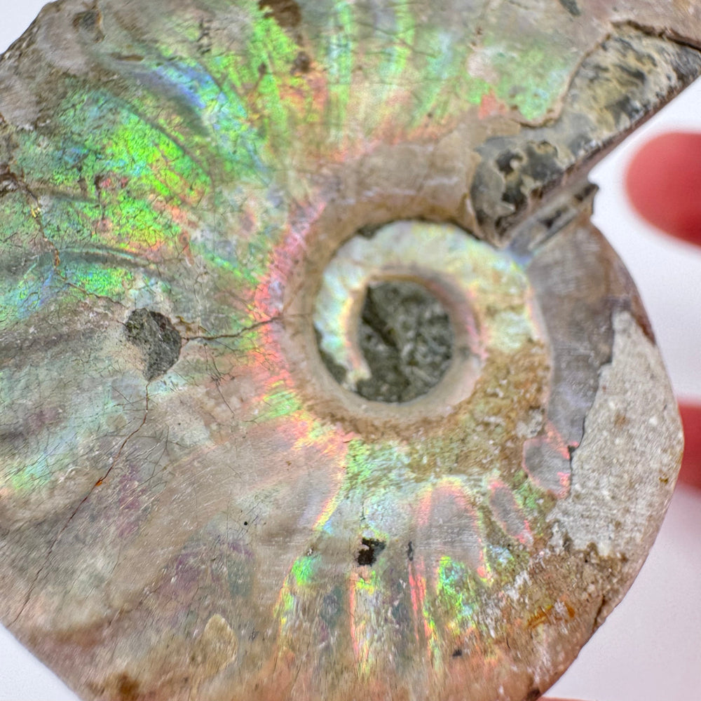 Iriserende Ammoniet