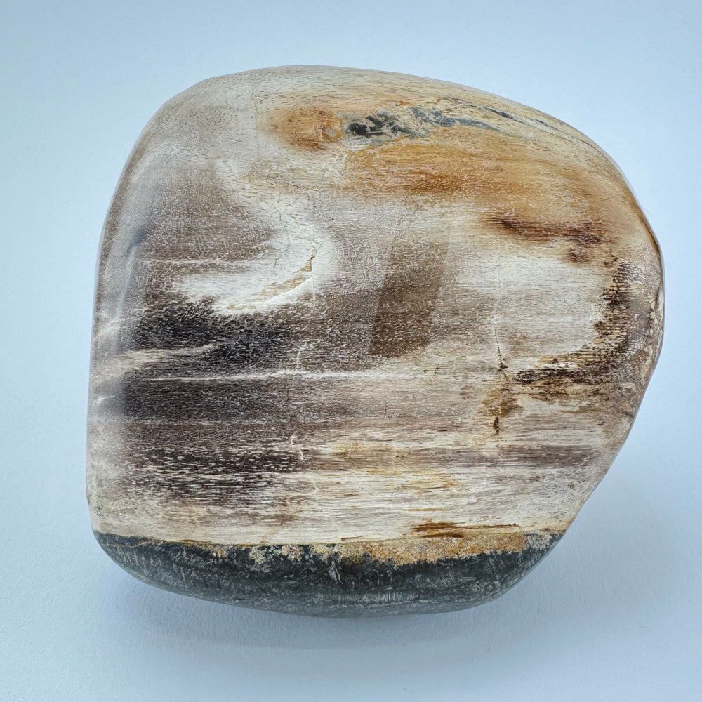Versteend Hout
