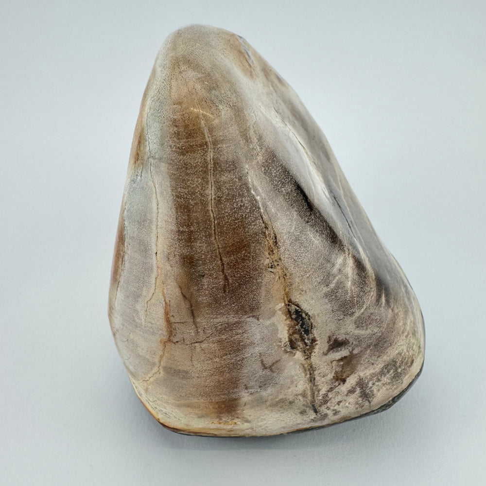 Versteend Hout