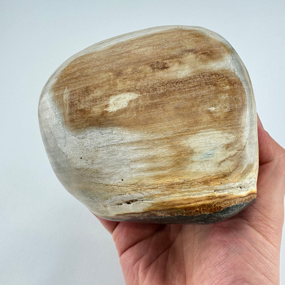 Versteend Hout