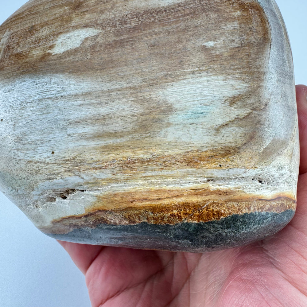 Versteend Hout