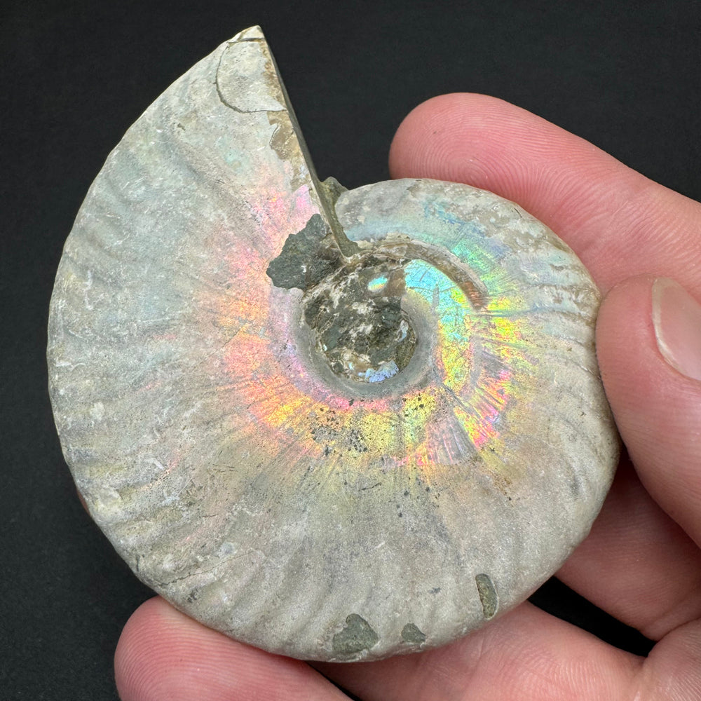 Iridescent Ammonite