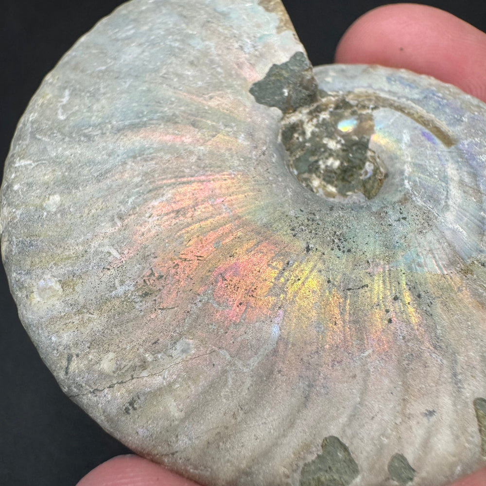 Iridescent Ammonite